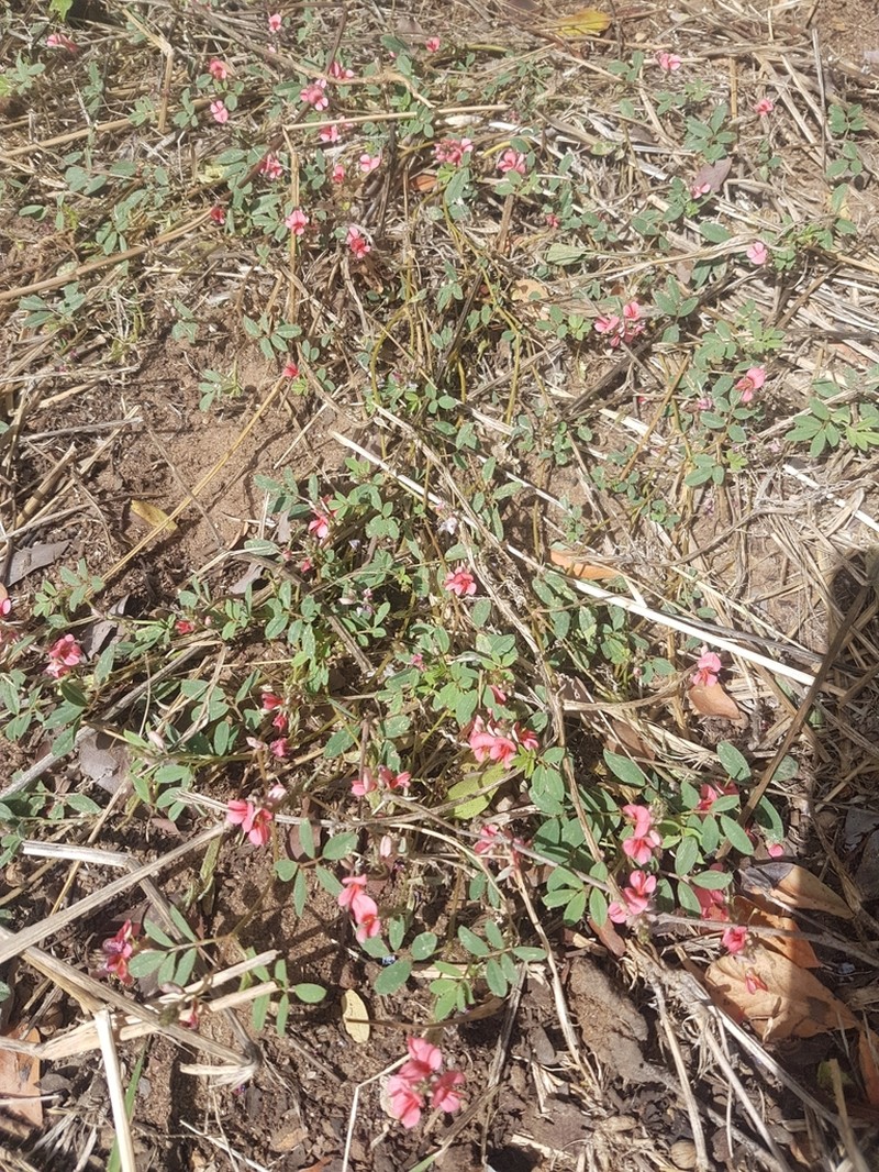 Indigofera holubii photo 5