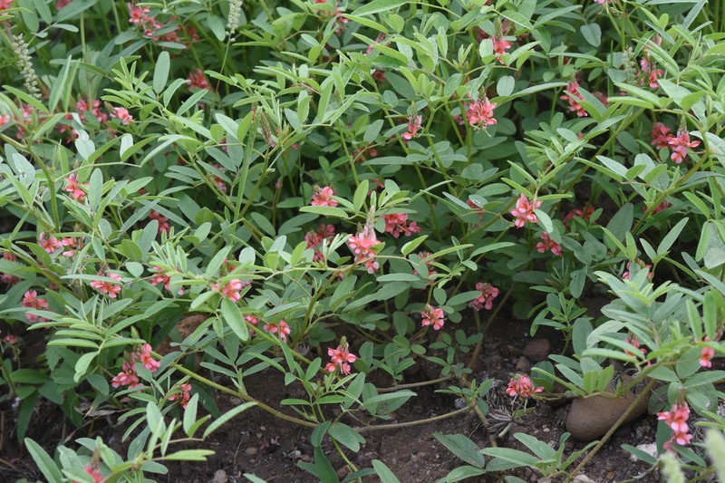 Indigofera holubii photo 6