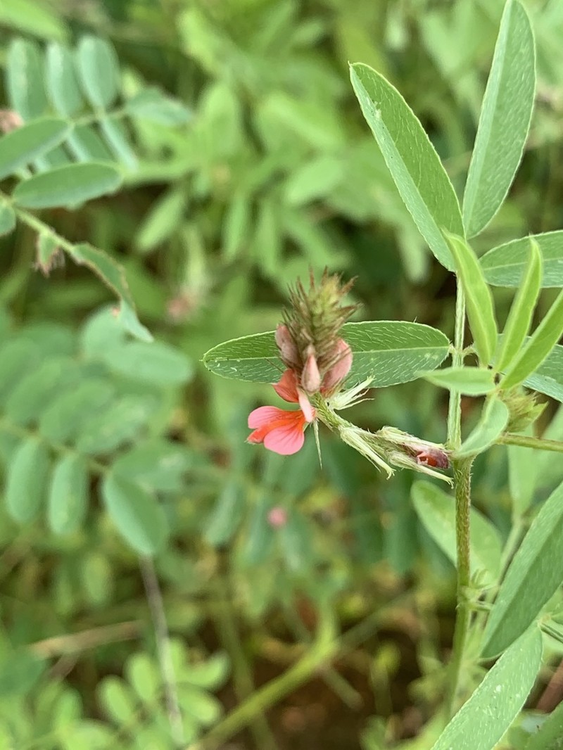 Indigofera holubii photo 8