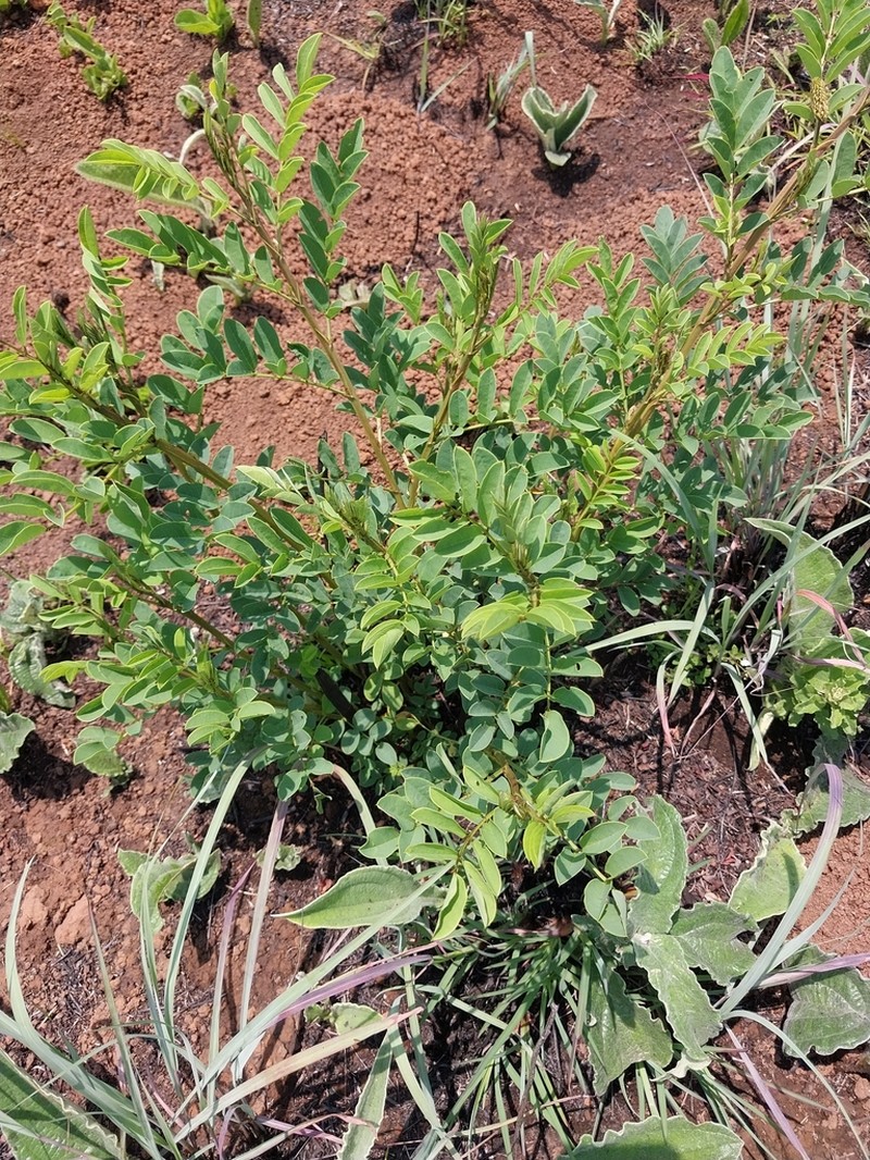 Indigofera homblei