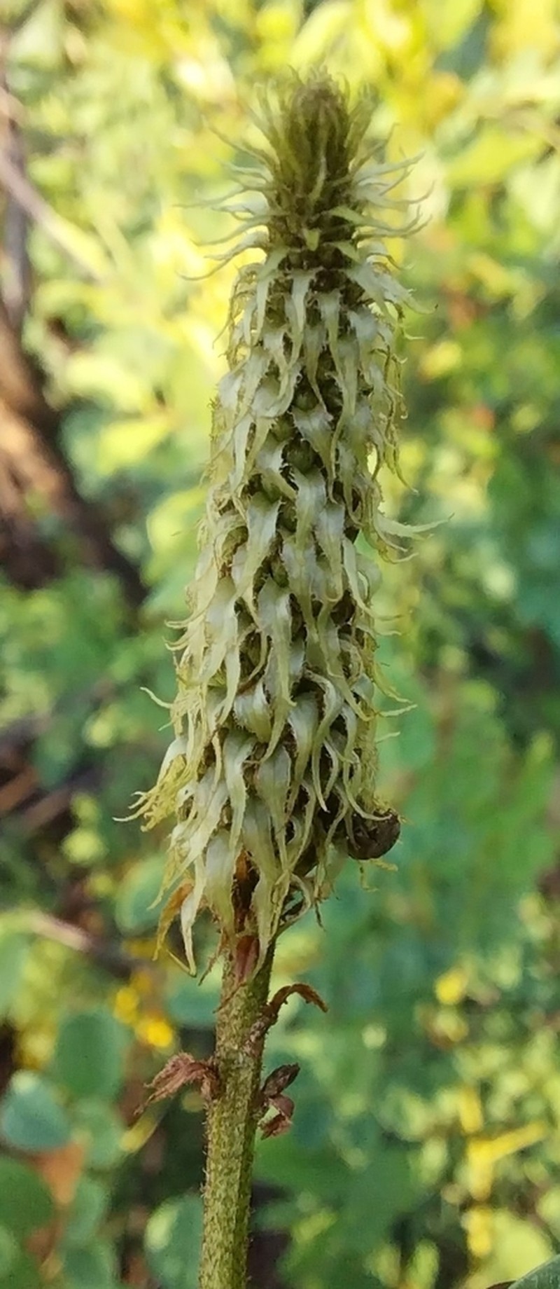 Indigofera homblei photo 2