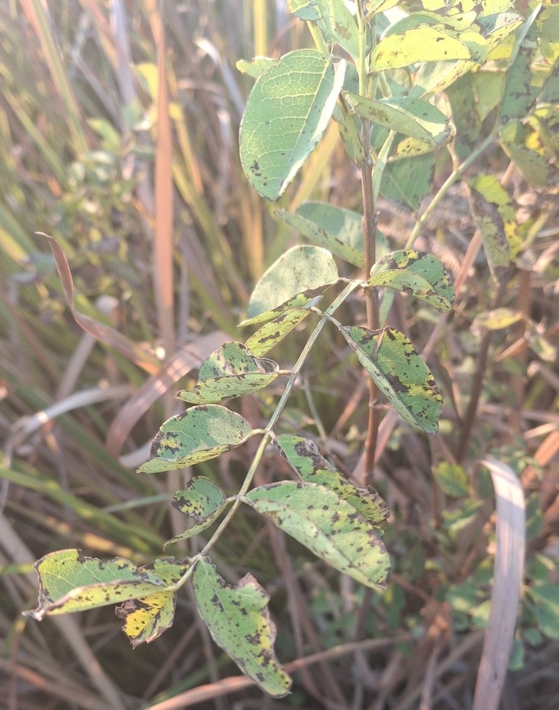 Indigofera homblei photo 3