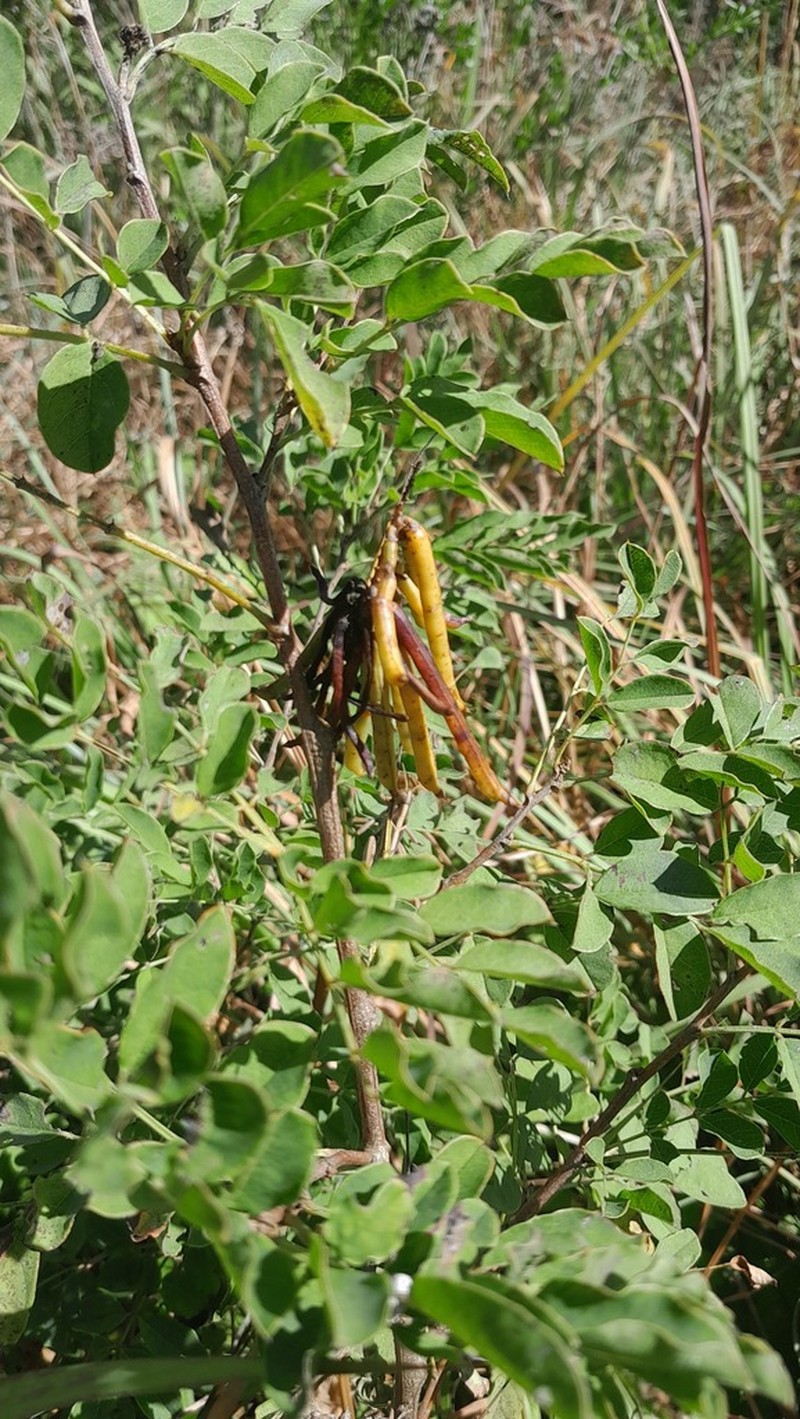 Indigofera homblei photo 4