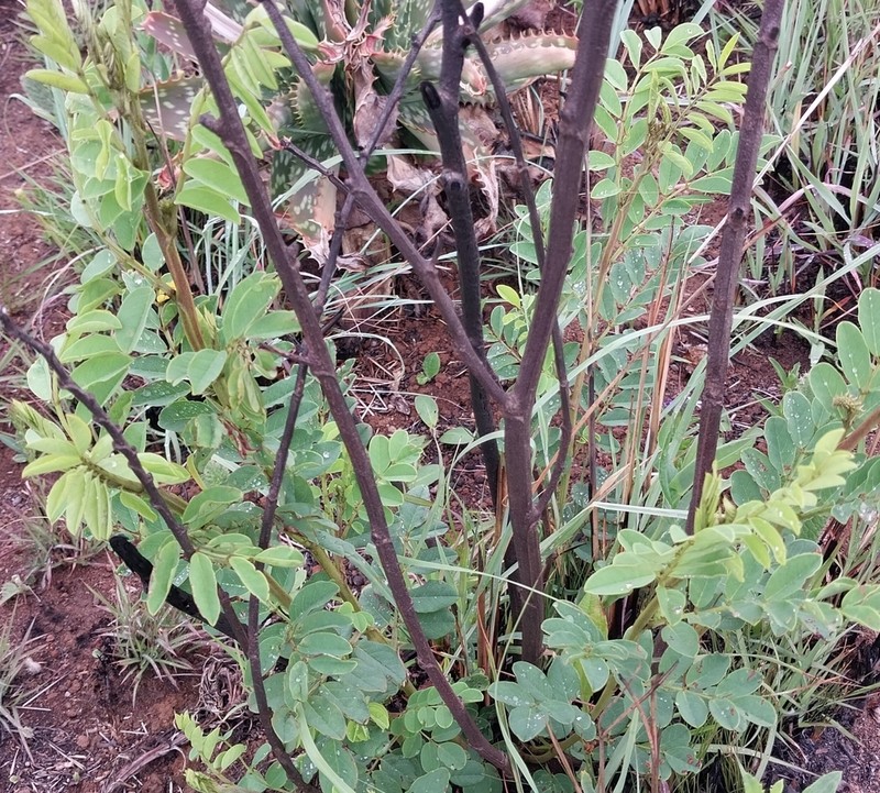 Indigofera homblei photo 5