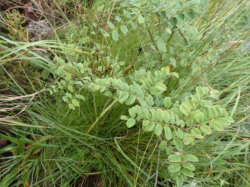 Indigofera homblei photo 6
