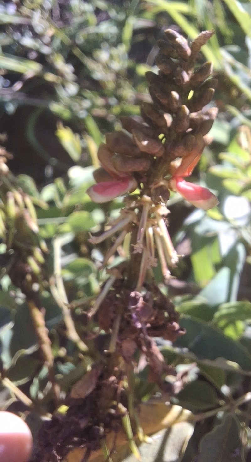 Indigofera homblei photo 8