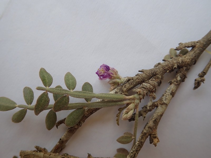 Indigofera humbertiana