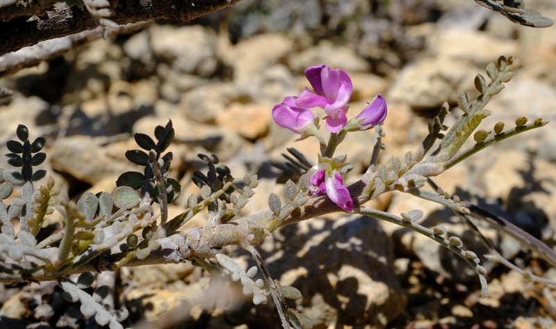Indigofera humbertiana photo 3