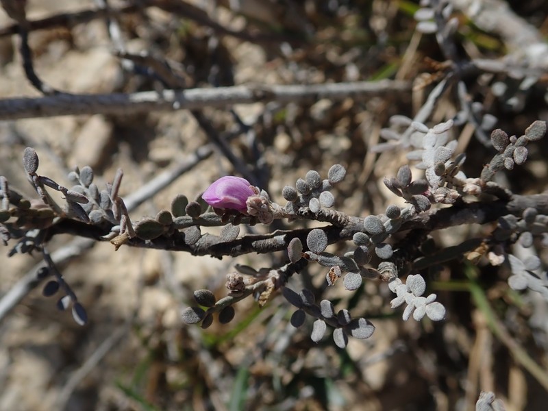 Indigofera humbertiana photo 5