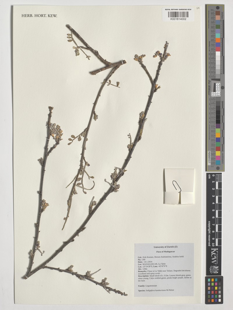 Indigofera humbertiana photo 6