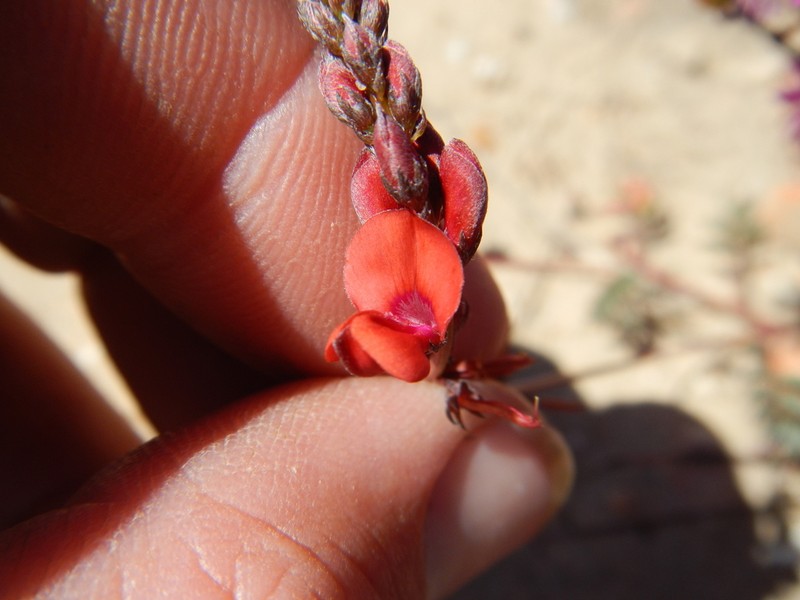 Indigofera humifusa