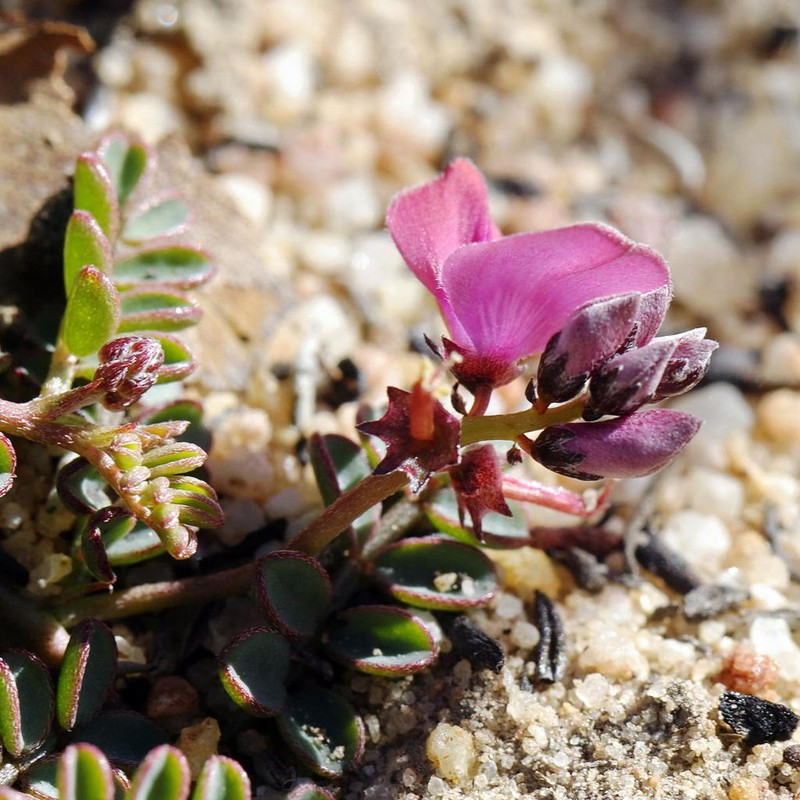 Indigofera humifusa photo 2