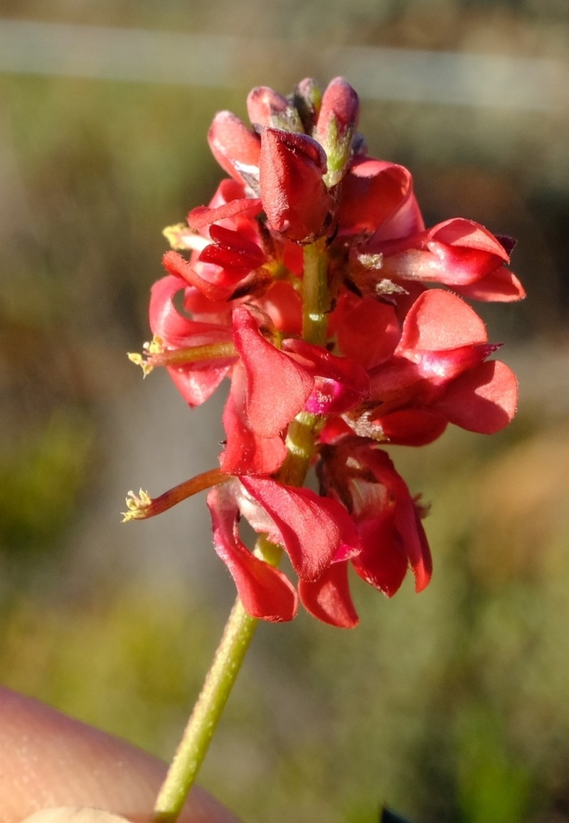 Indigofera humifusa photo 4