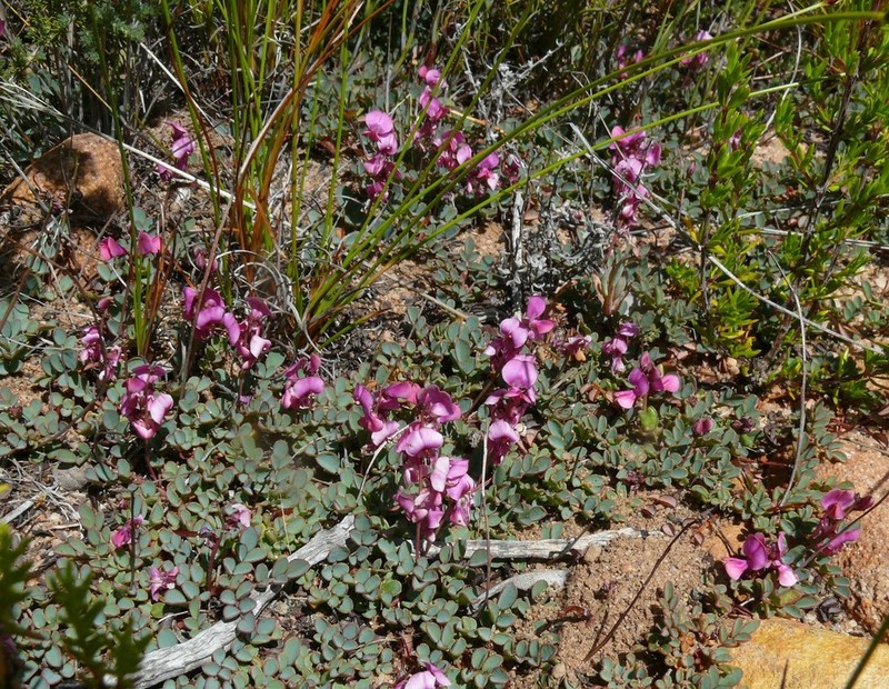 Indigofera humifusa photo 5