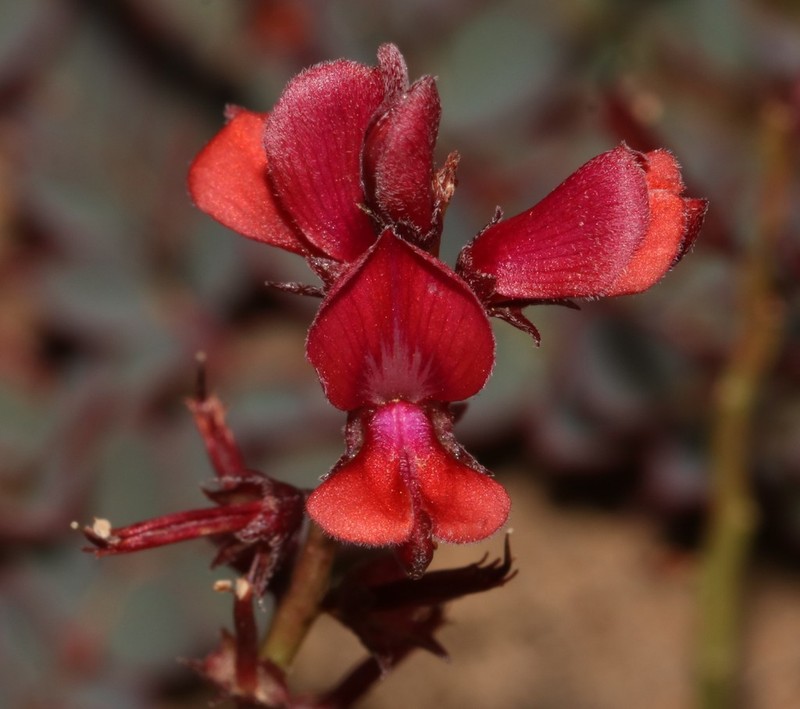 Indigofera humifusa photo 6