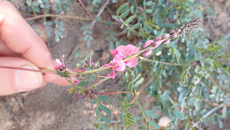 Indigofera humifusa photo 7