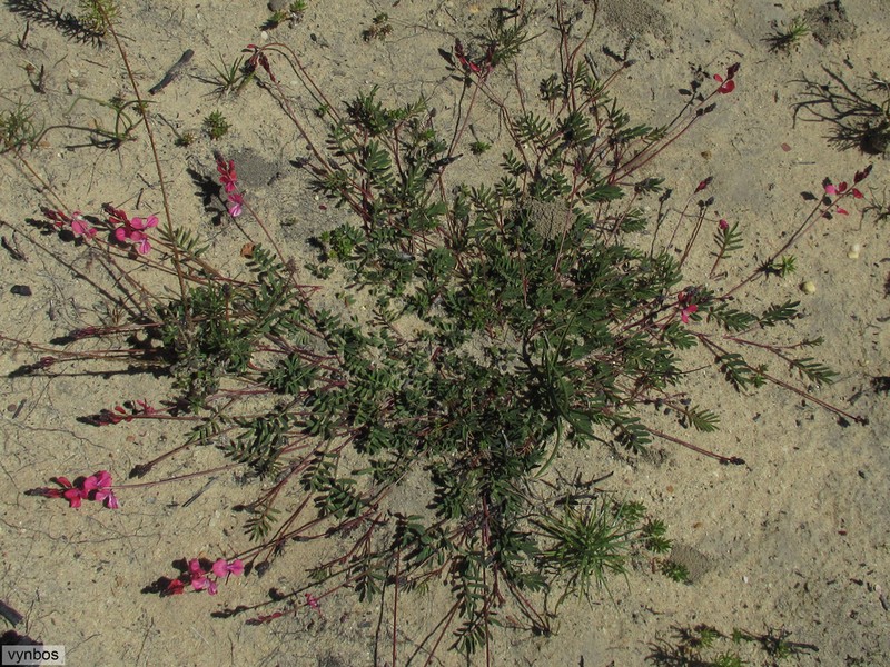 Indigofera humifusa photo 8