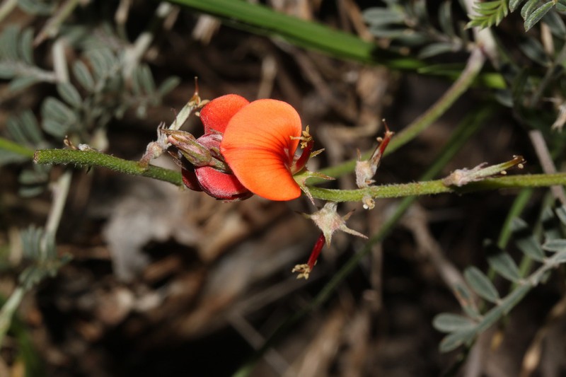 Indigofera humilis photo 3