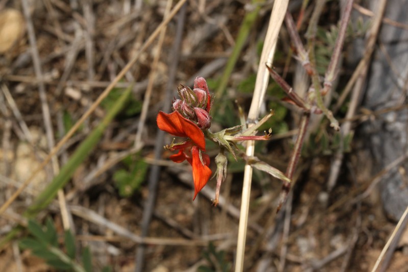 Indigofera humilis photo 4