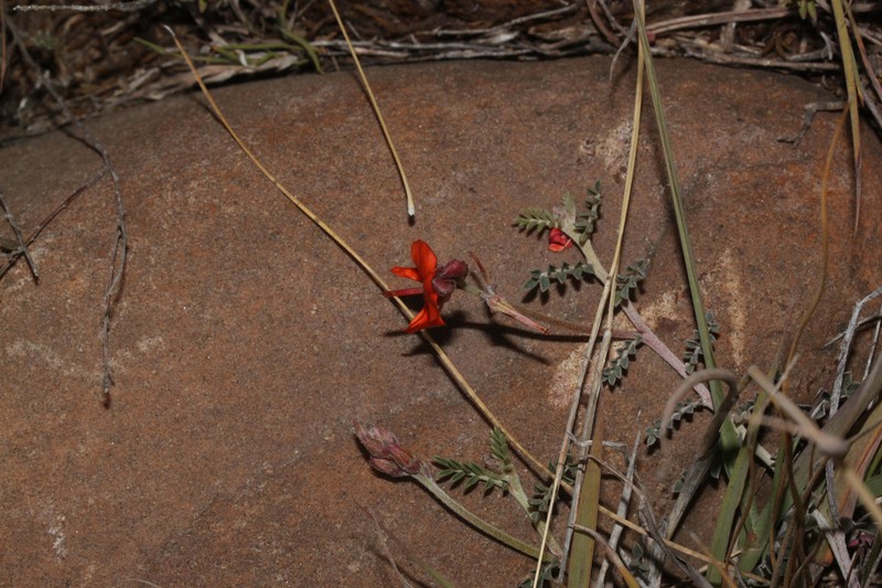 Indigofera humilis photo 5
