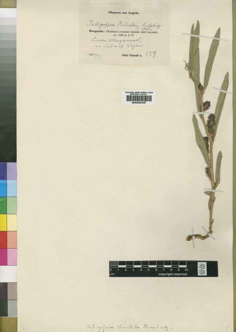 Indigofera hundtii