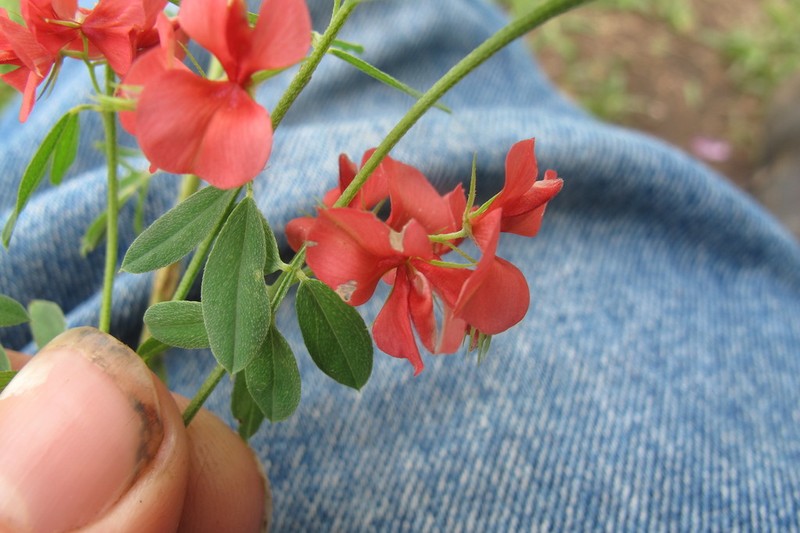 Indigofera huntleyi