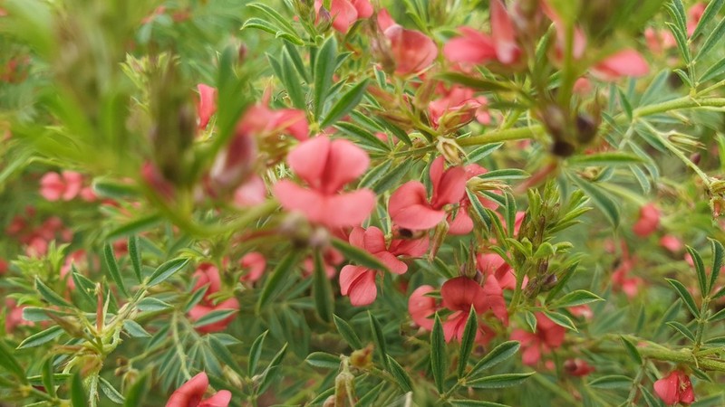 Indigofera huntleyi photo 2