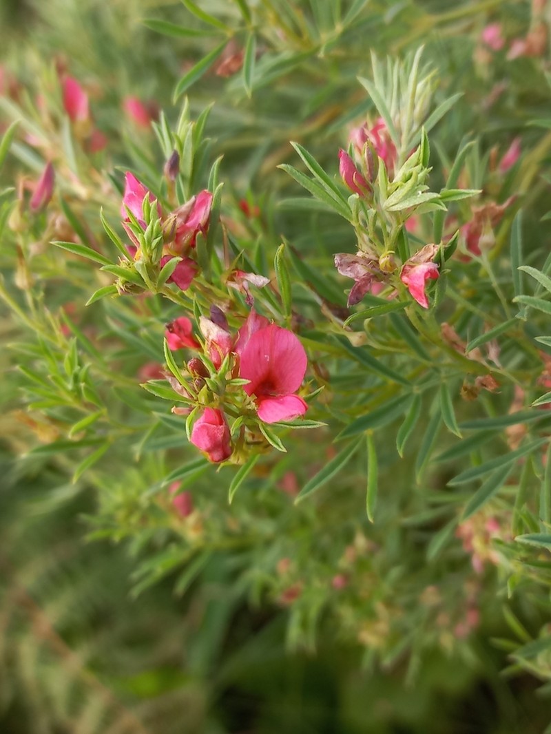 Indigofera huntleyi photo 3