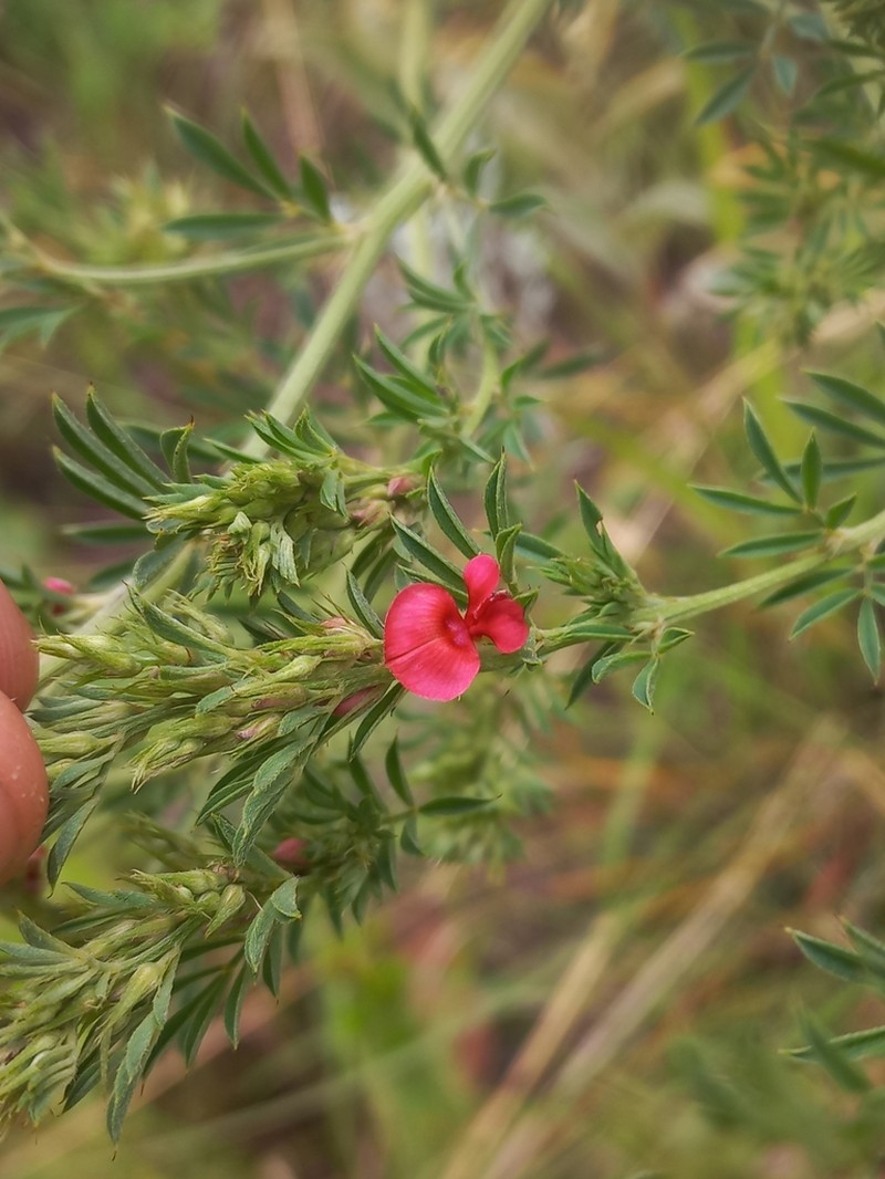 Indigofera huntleyi photo 5
