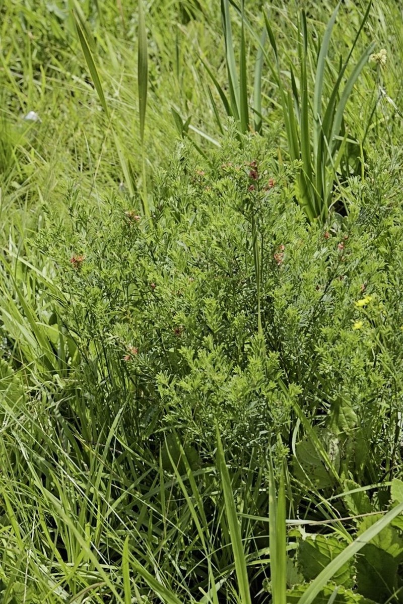 Indigofera huntleyi photo 6