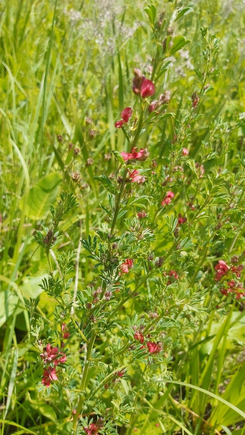 Indigofera huntleyi photo 7