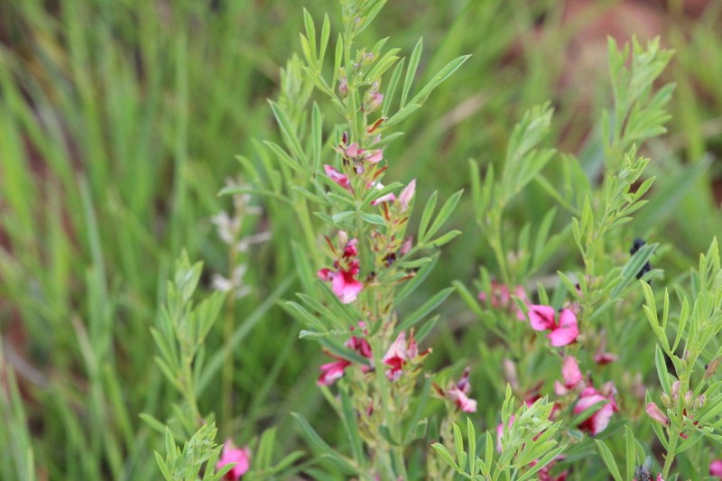 Indigofera hybrida