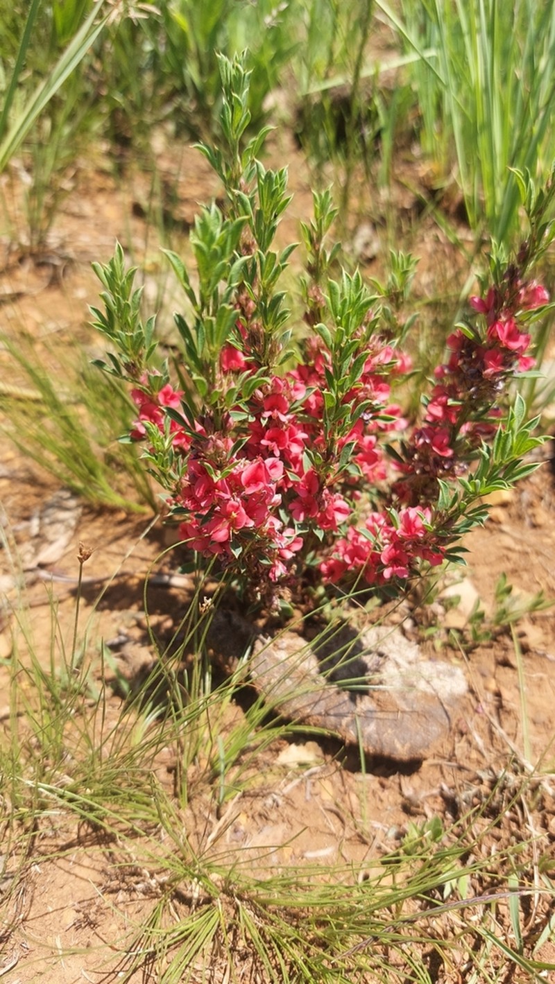 Indigofera hybrida photo 2