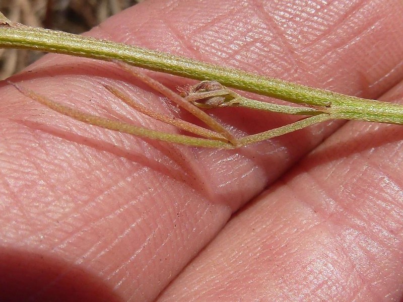 Indigofera hybrida photo 3