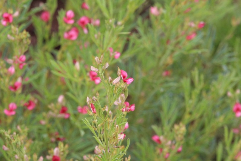 Indigofera hybrida photo 4