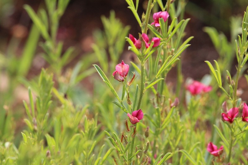 Indigofera hybrida photo 5