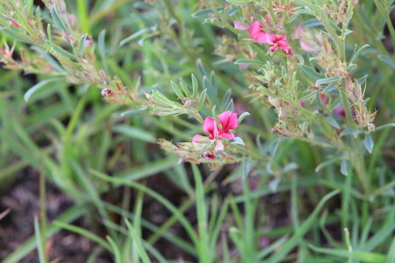 Indigofera hybrida photo 6