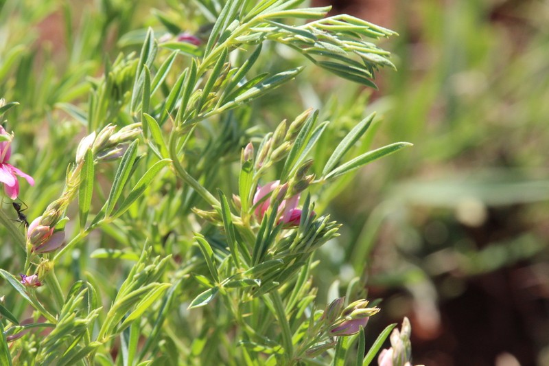 Indigofera hybrida photo 8