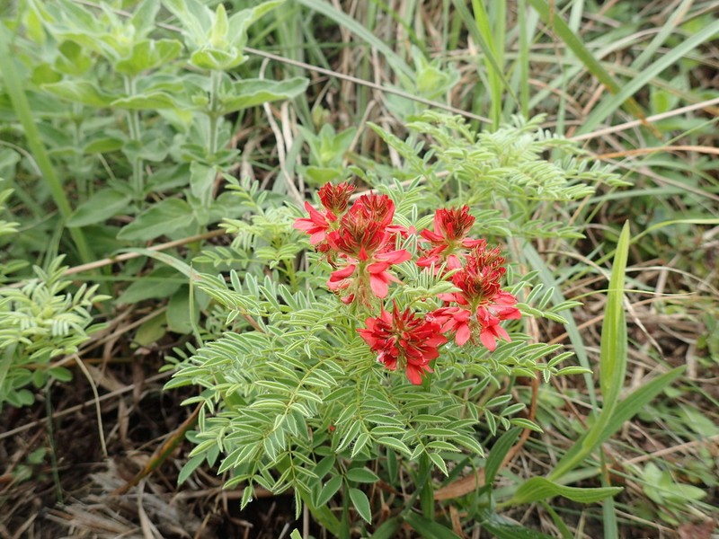 Indigofera hydra