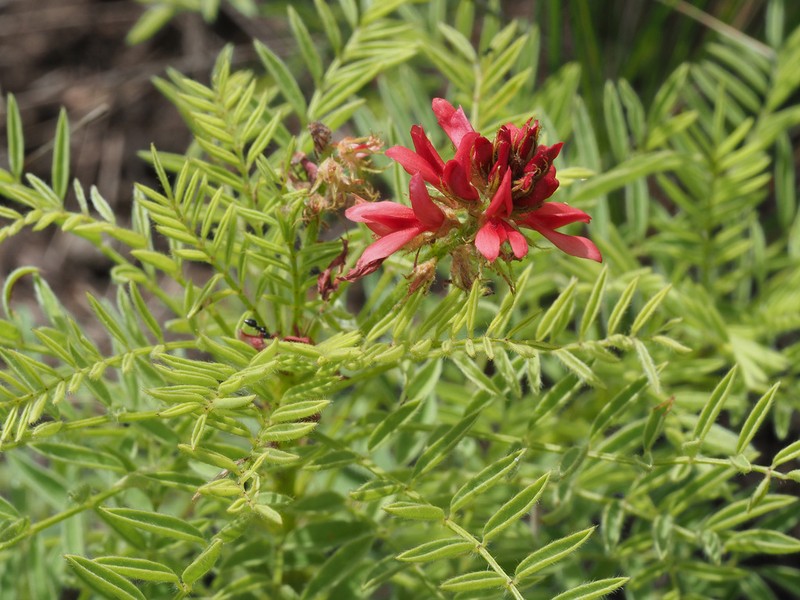 Indigofera hydra photo 2