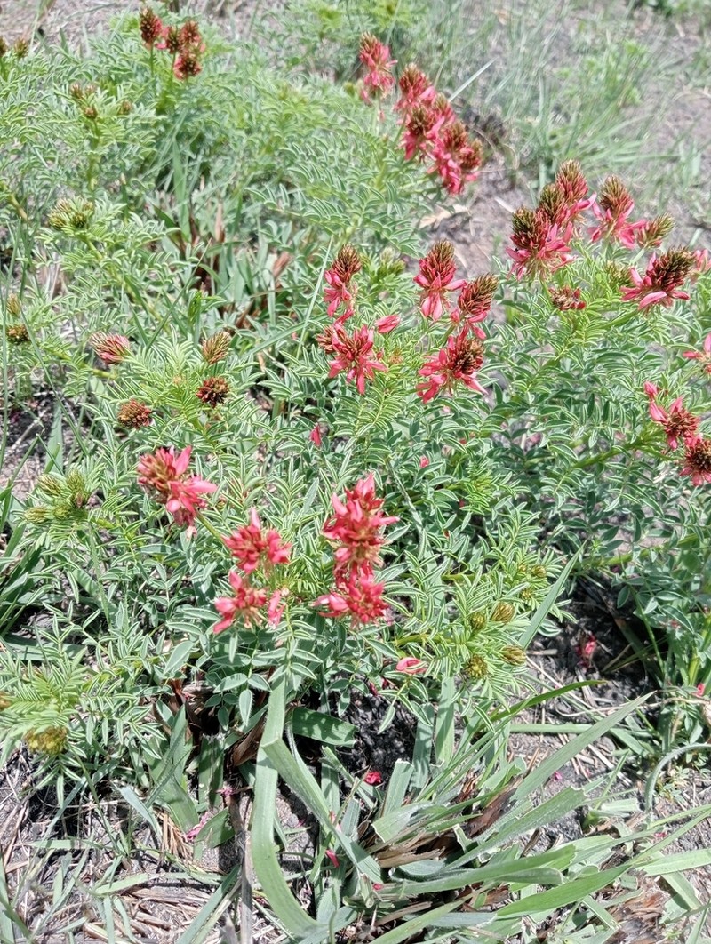 Indigofera hydra photo 3
