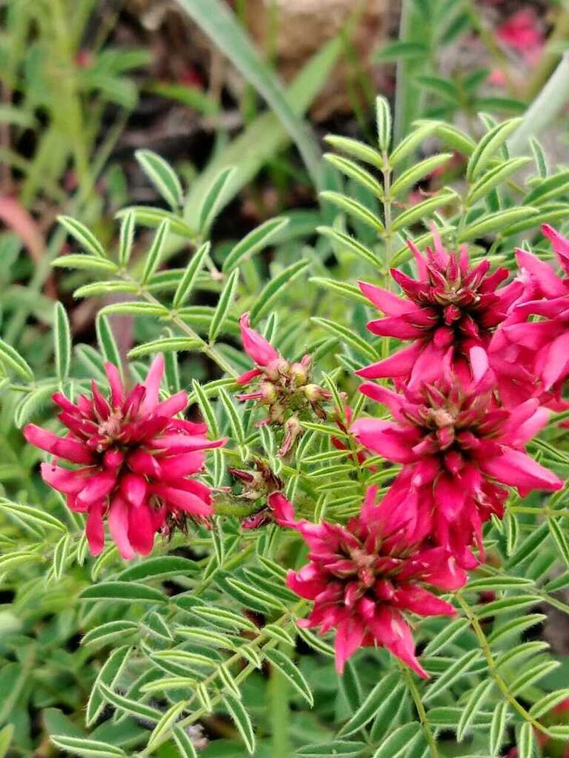 Indigofera hydra photo 4