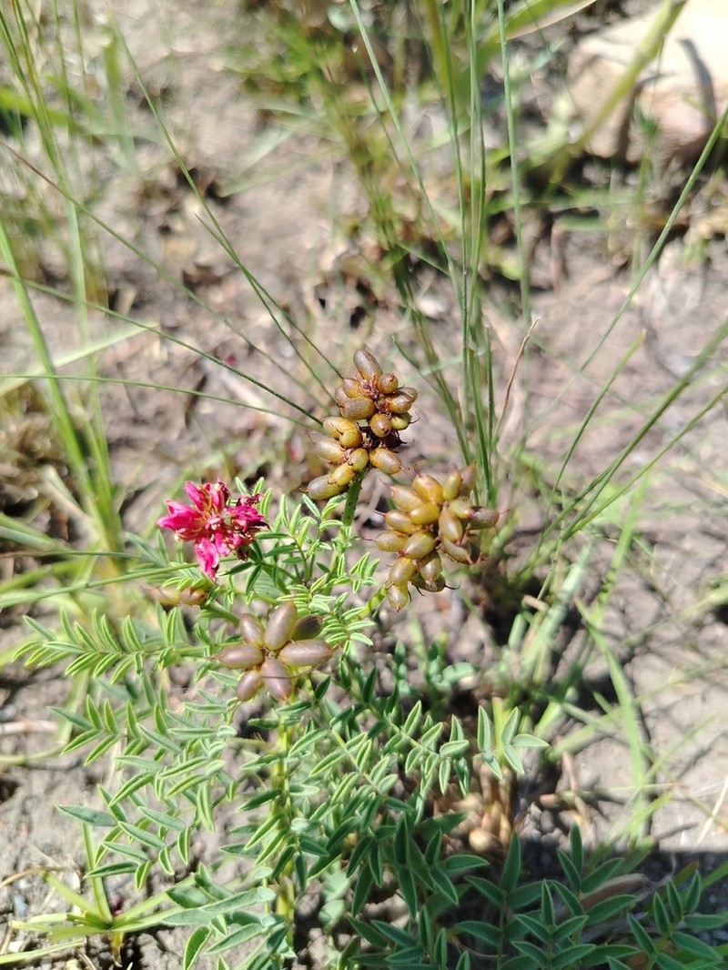 Indigofera hydra photo 5