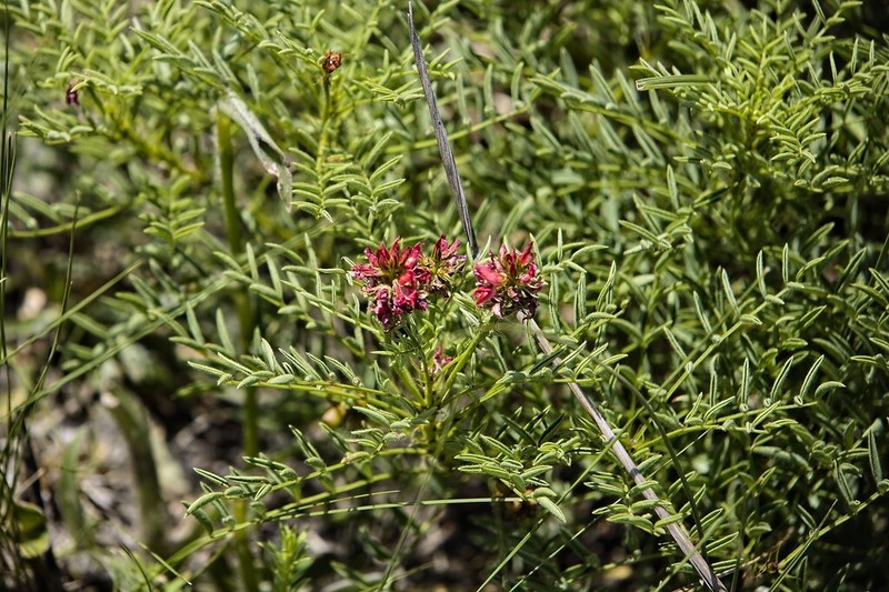 Indigofera hydra photo 6