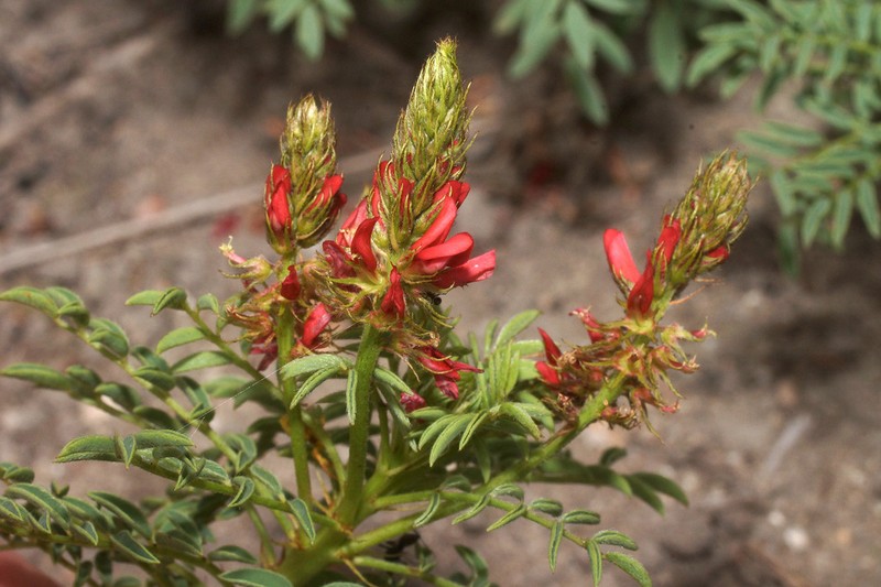 Indigofera hydra photo 7