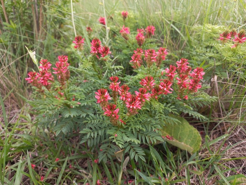 Indigofera hydra photo 8
