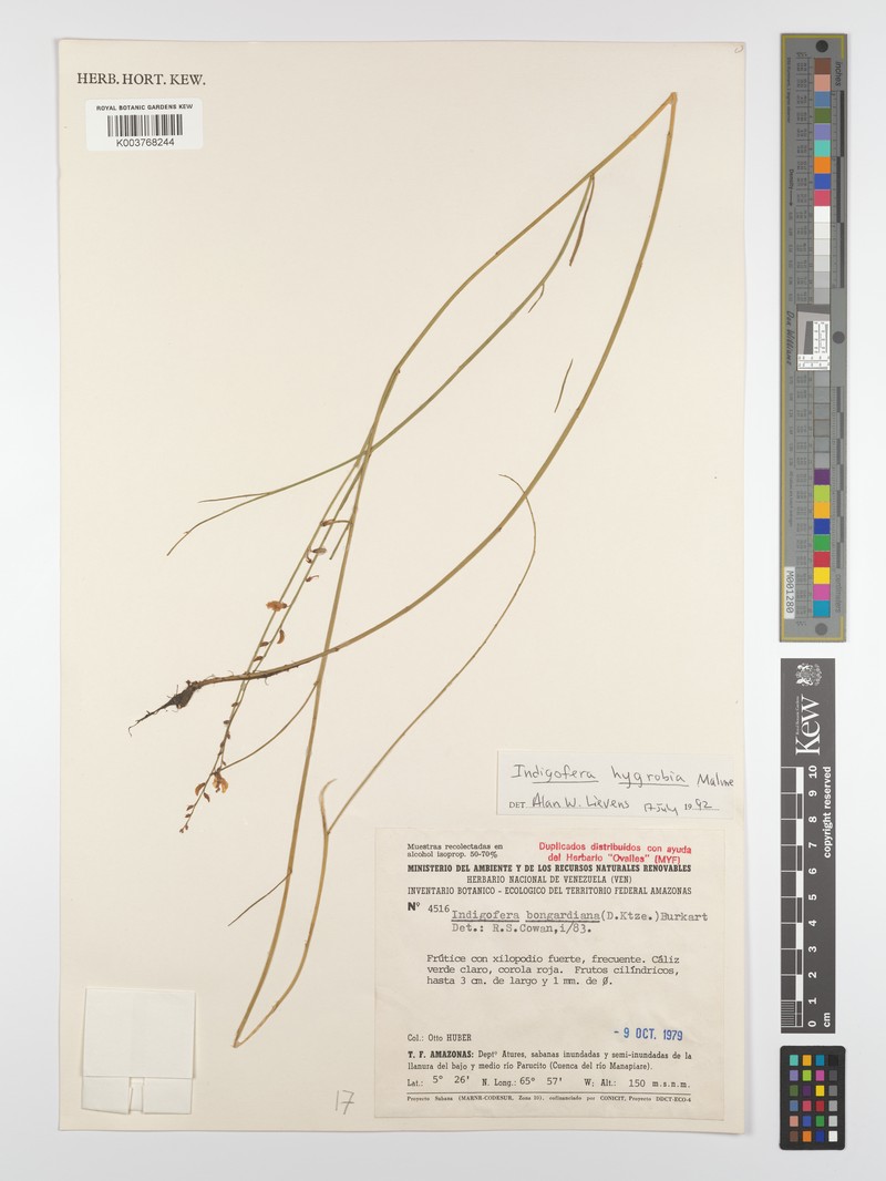 Indigofera hygrobia photo 2