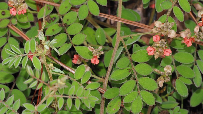 Indigofera imerinensis