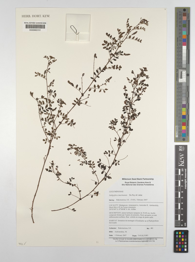 Indigofera imerinensis photo 2