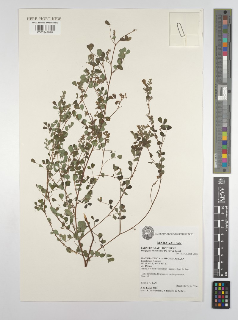 Indigofera imerinensis photo 3
